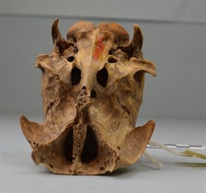 Image description is not available for DU1972.206